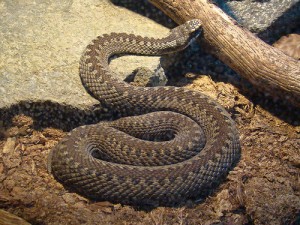 Vipera